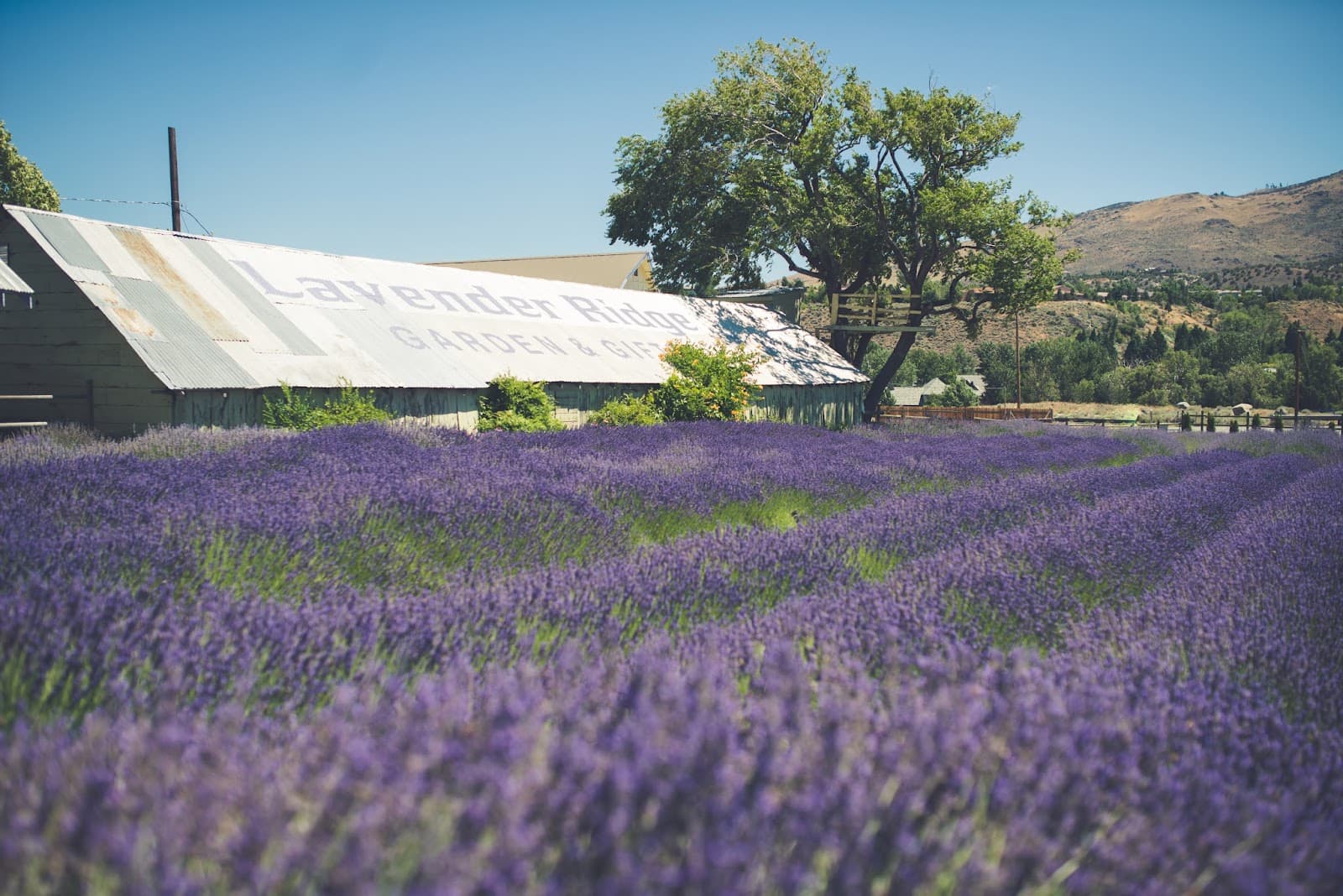 Lavender Ridge Wedding, Elopement, Party, Chapel, Hall Venue in Reno