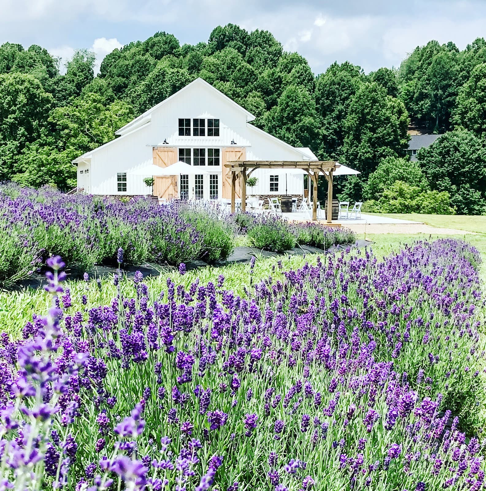 Stone House Lavender in Fairmont
