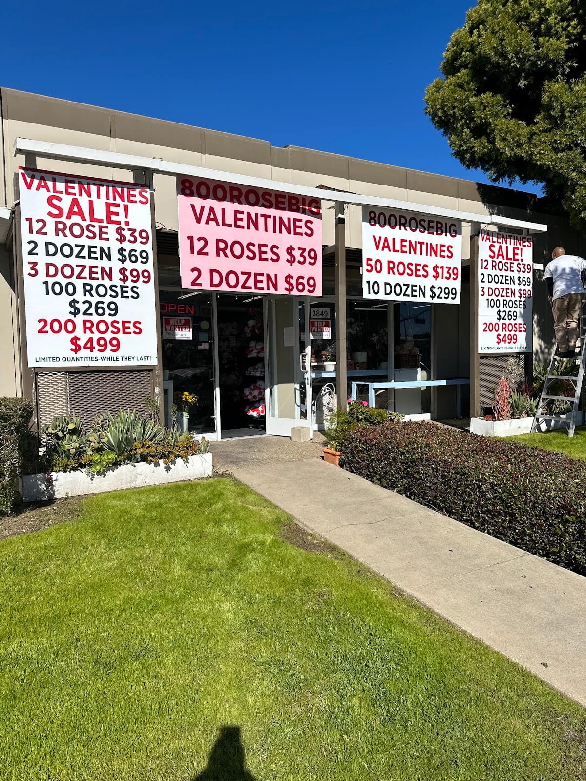 800RoseBig in Newport Beach
